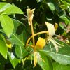 Lonicera hildebrandiana - Giant Burmese Honeysuckle bears yellow flowers in late spring and summer