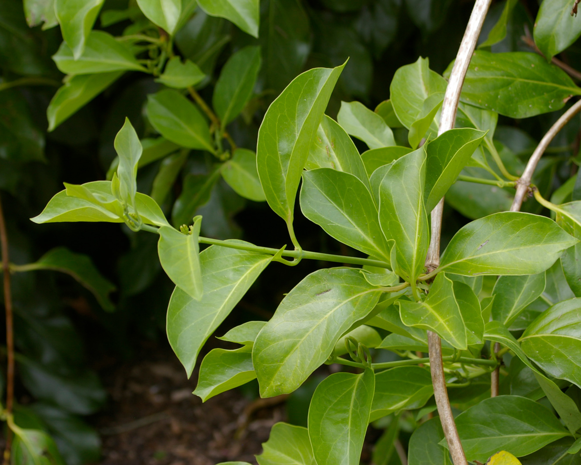 Lonicera hildebrandiana Giant Burmese Honeysuckle - has pairs of deep green leaves