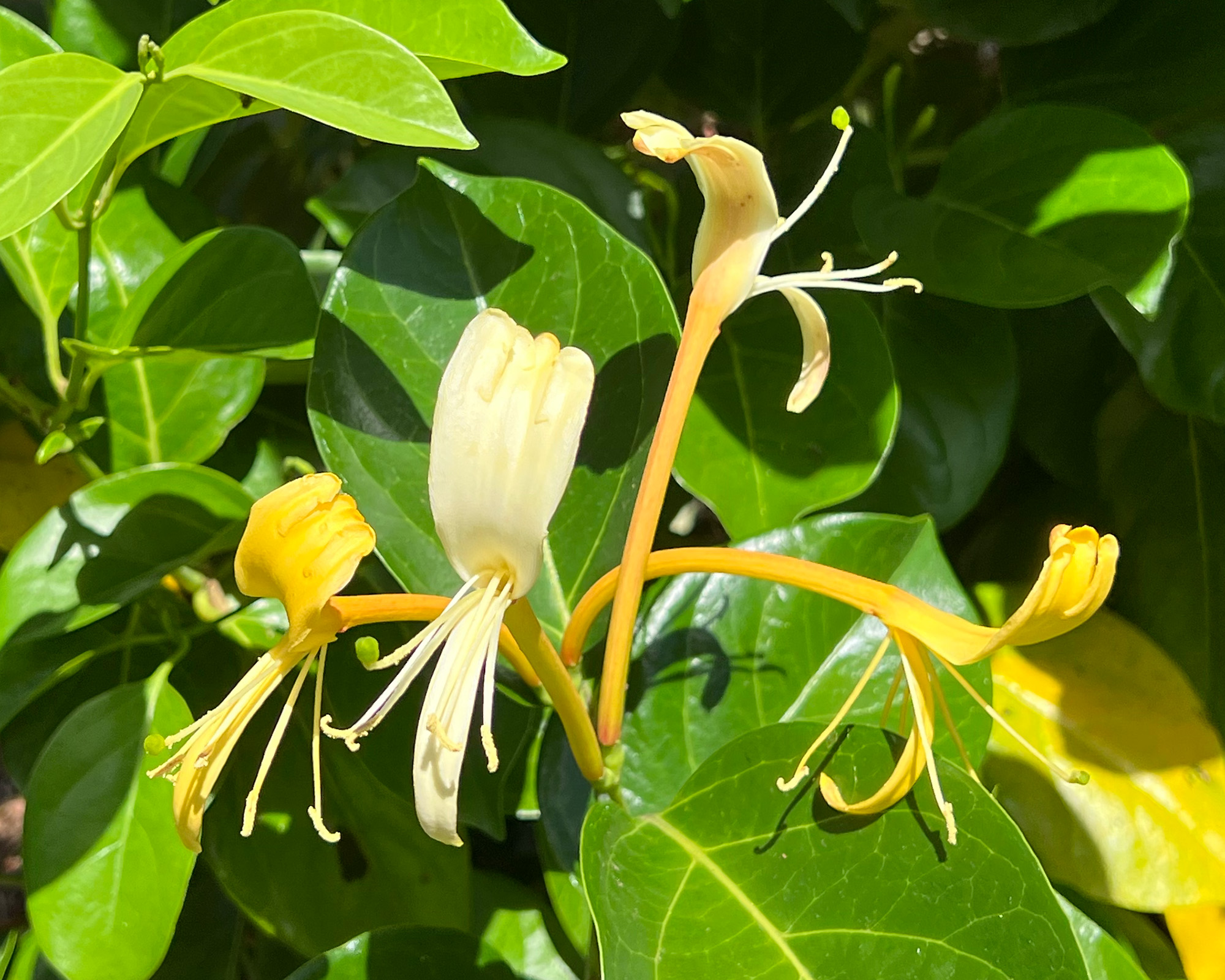 Lonicera hildebrandiana - has long tubular yellow flowers