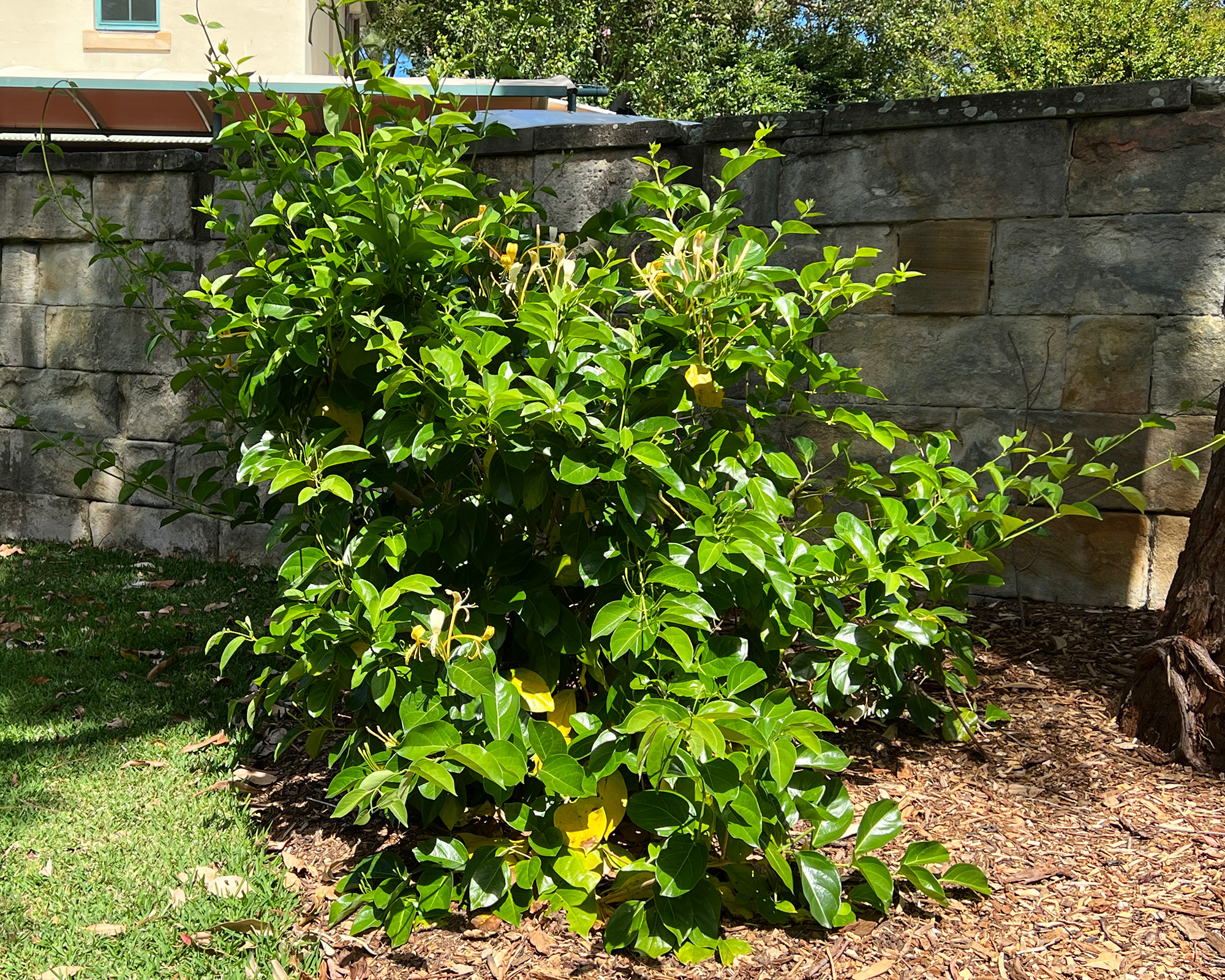 Lonicera hildebrandiana - pruned regularly to control growth