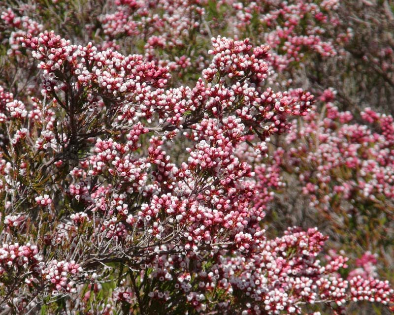 Micromyrtus ciliata - small white/pink flowers