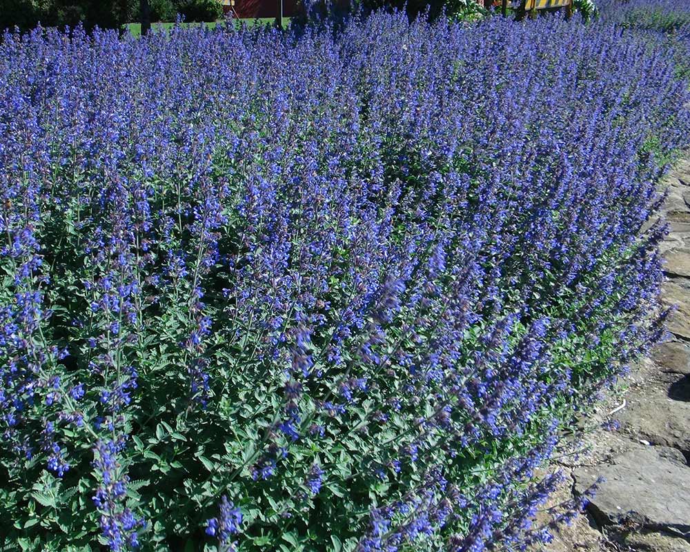 Nepeta racemosa - this is Walkers Low Catmint