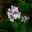 Pelargonium australe - delicate white petalled flowers with cerise viens