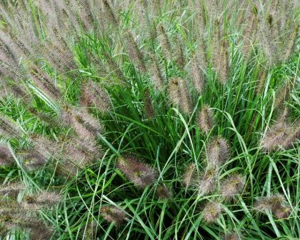 Pennisetum alopecuroides, Fountain Grass - photo Tubifex