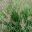 Pennisetum alopecuroides, Fountain Grass - photo Tubifex