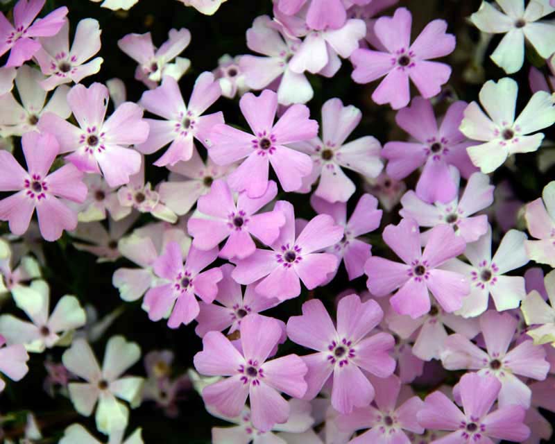 Phlox subulata Betty Pretty pink flowers good as ground cover