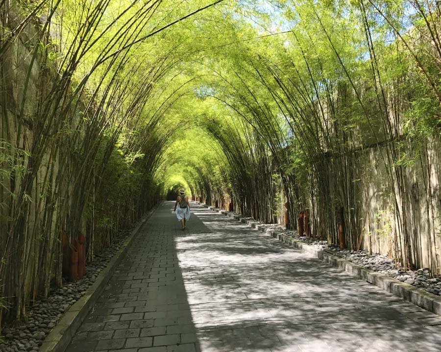 Phyllostachys nigra, Bamboo Tunnel at Hotel W Seminyak, Bali