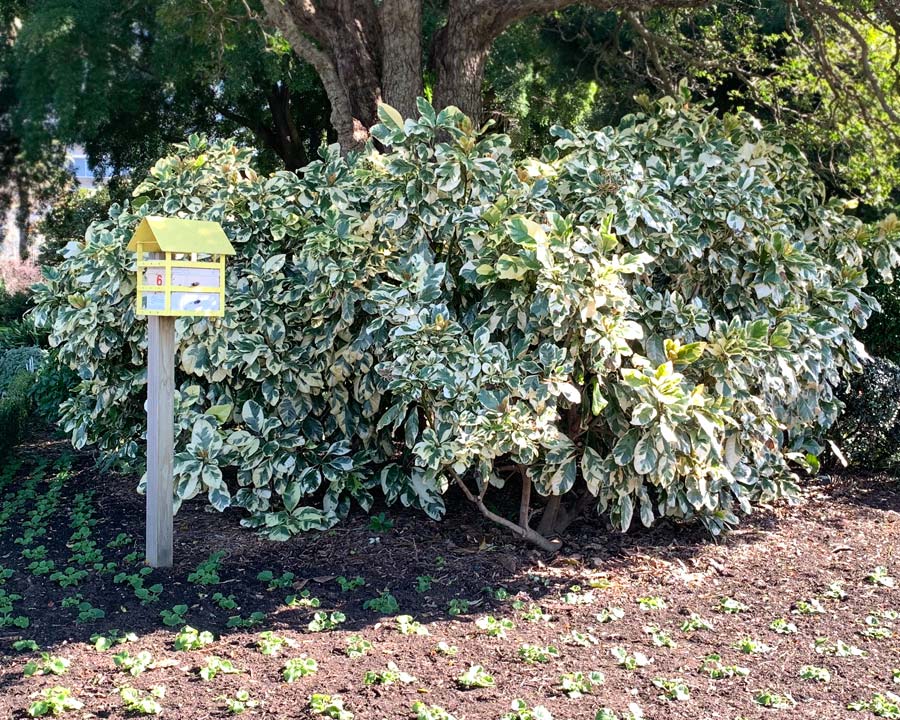 Pisonia umbellifera  Variagata - Sydney Botanic Garden