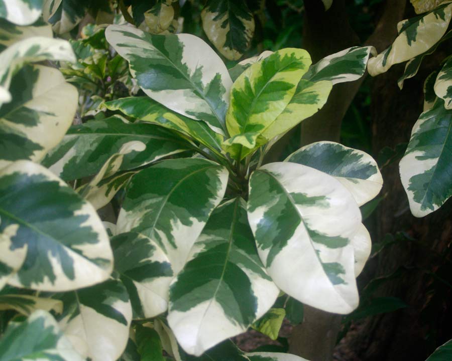 Pisonia umbellifera  Variagata - Bird Catcher Tree with variegated leaves