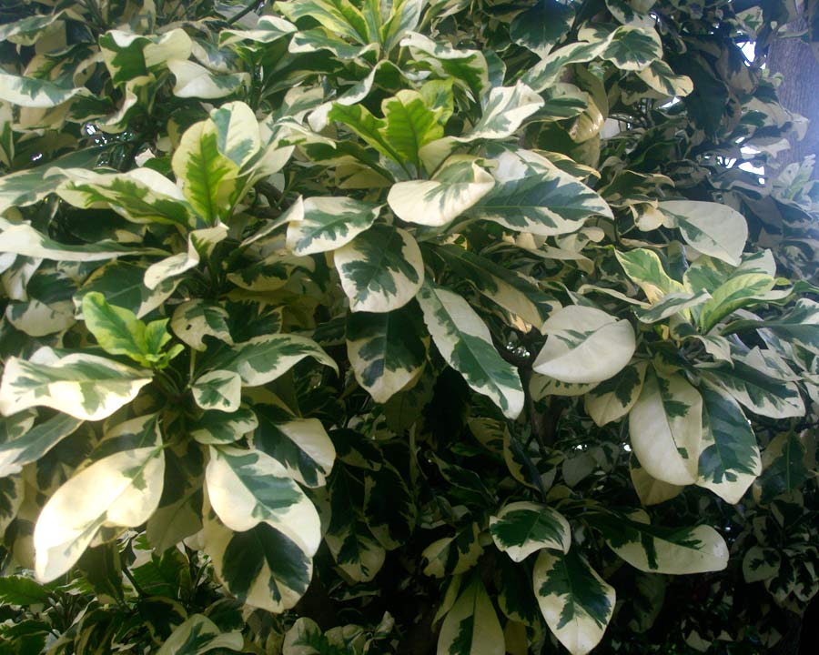 Pisonia umbellifera  Variagata - Bird Catcher Tree with variegated leaves