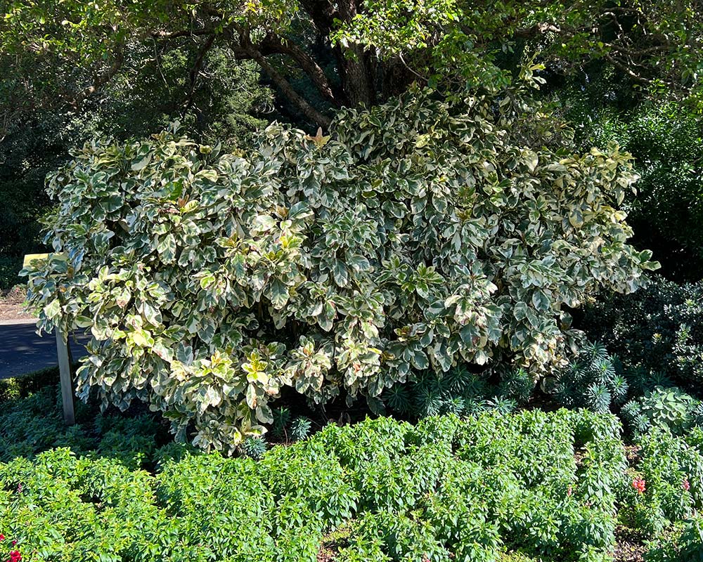 Pisonia umbellifera variegata