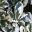 Pisonia umbellifera Variegated - Variegated Bird Catcher Tree