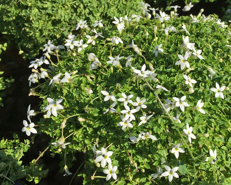 Pratia pedunculata - small white star-like flowers
