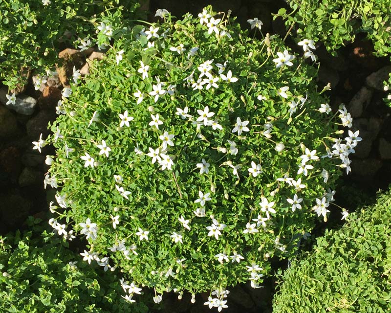 Pratia pedunculata - small white star-like flowers