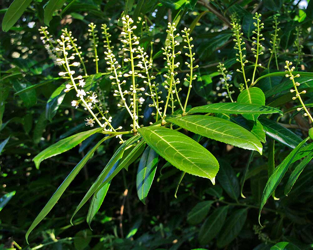 Prunus laurocerasus subsp Rotundifolia- vertical spikes of small white flowers