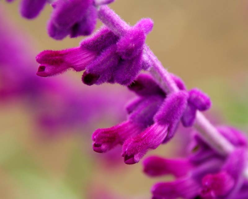 Salvia leucantha Purple velvet has pink-purple flowers
