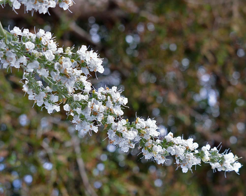 Salvia leucantha 'White'