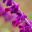 Salvia leucantha Purple velvet has pink-purple flowers