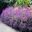 Salvia leucantha Santa Barbara adds colour to garden borders