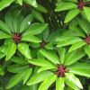 Schefflera 'Amate' leaves