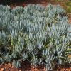 Senecio serpens - blue chalksticks, seen here to good effect as a groundcover