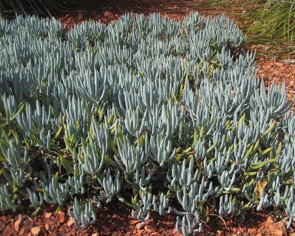 Senecio serpens - blue chalksticks, seen here to good effect as a groundcover