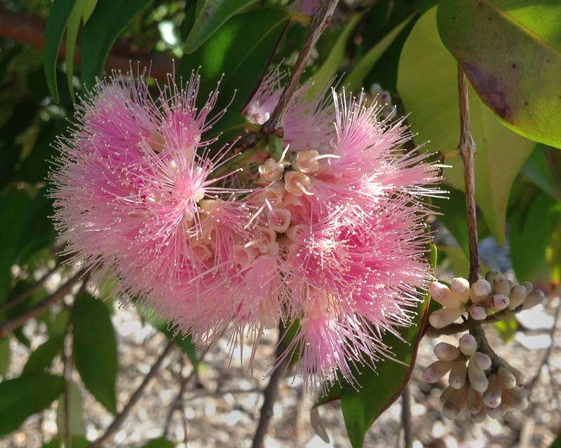 Syzyigum Cascade is a  hybrid between S.luehmannii and S.wilsonii  It is a bushy shrub with lovely pink fluffy flowers