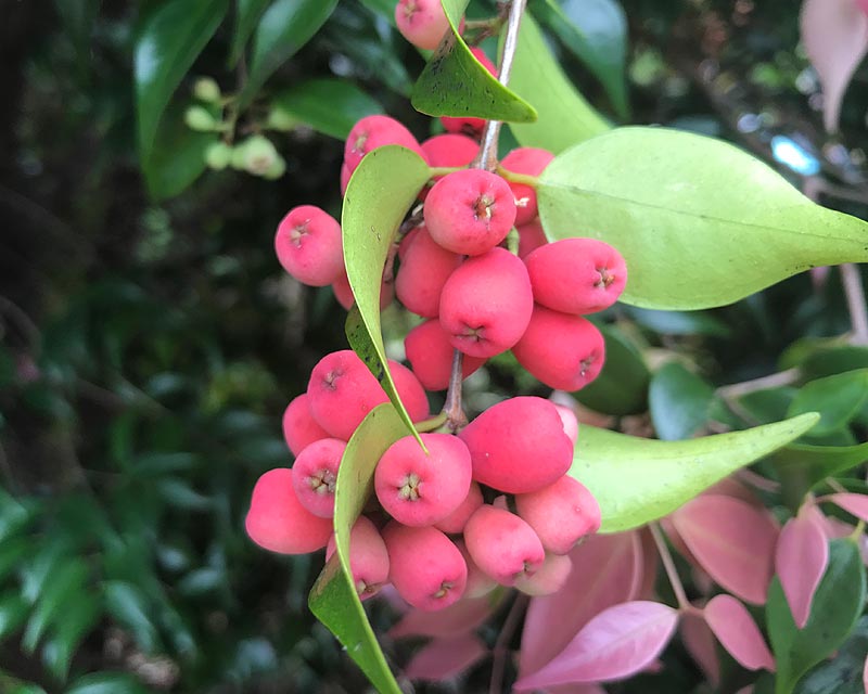 Syzygium luehmanii berries