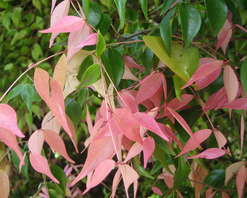 New leaves are pink and gradually turn green