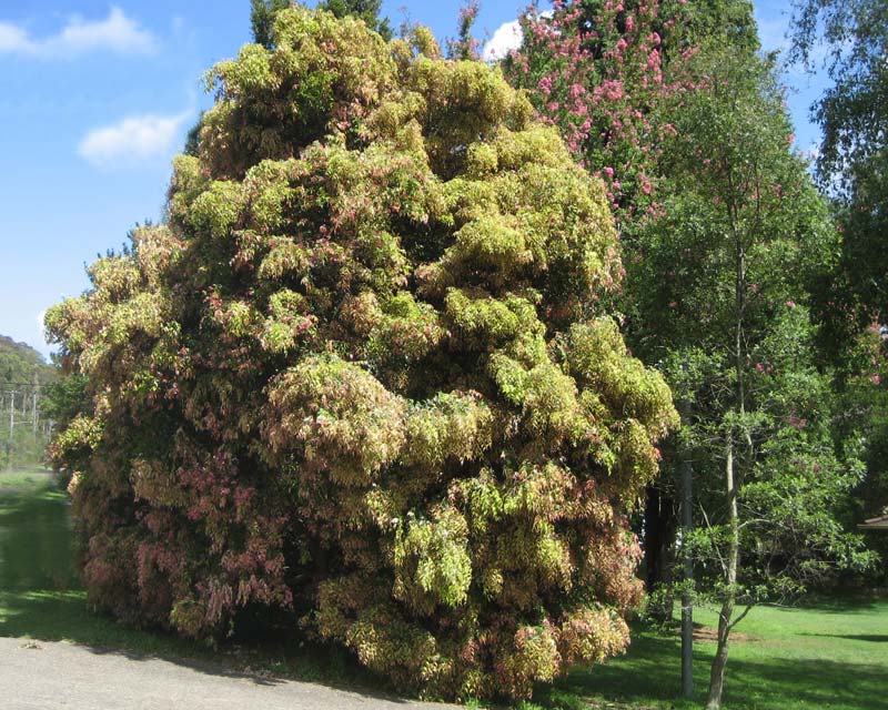 Large tree in summer, the new pink growth giving a soft pink hue.