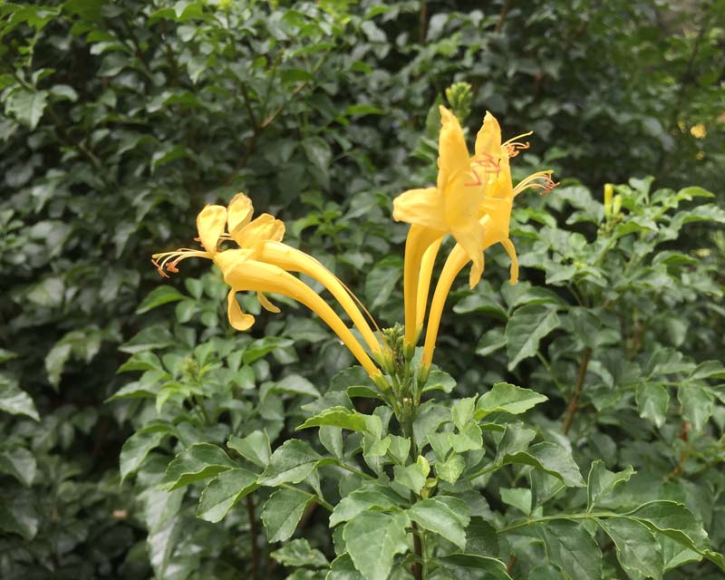 Tecomeria capensis Aurea