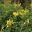 Tecomaria capensis aurea -