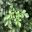 Tecomeria capensis Aurea foliage