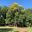 Ulmus procera - English Oak - Glebe Park in Autumn