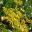 English Elm, Ulmus procera - yellow leaves in autumn