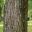Ulmus procera - furrowed bark