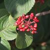 Viburnum plicatum berries