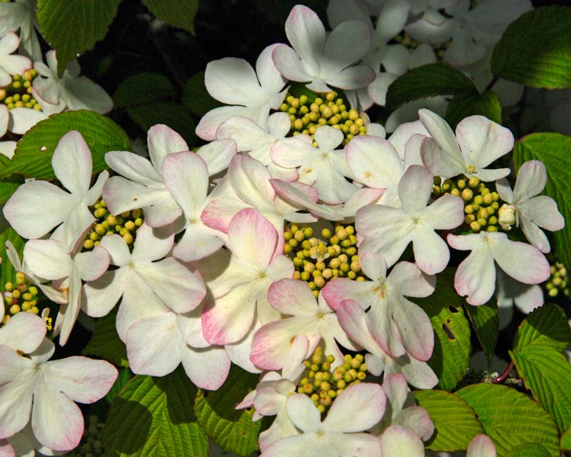 The pink tinged flowers of Viburnum plicatum syn tomentosum Pink Beauty