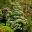 Viburnum plicatum  - Jubilee Gardens, Hobart
