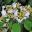Viburnum plicatum - full bloom