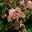 Viburnum plicatum rosacea