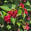 Weigela Florida Eva Rathke has deep red flowers and bright green leaves
