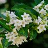 Weigela Florida Milk and Honey has white flowers, the leaves are variegated dark and lighter green