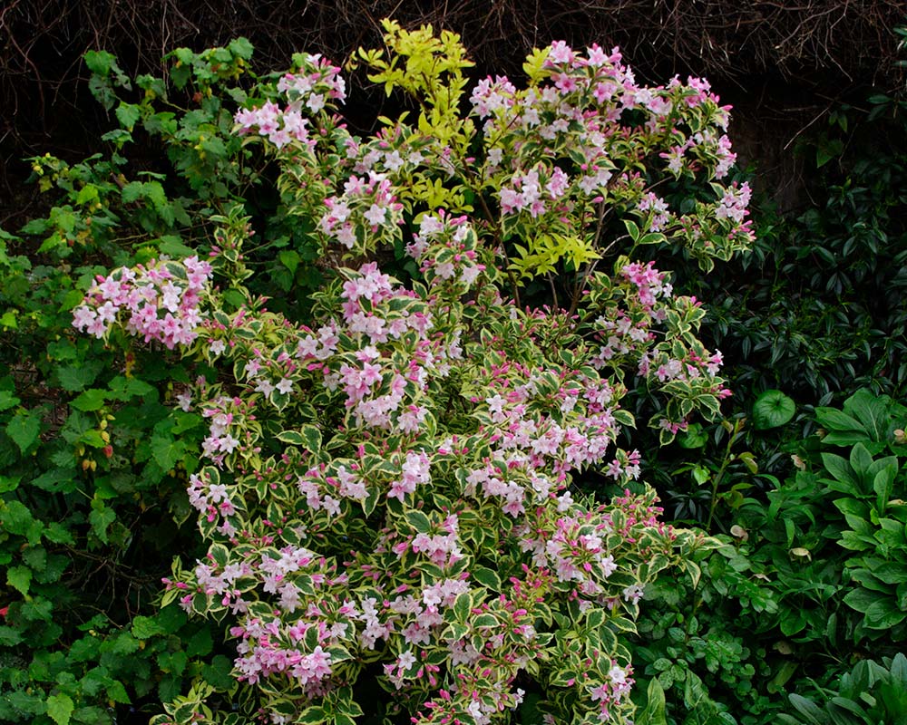 Weigela florida variegata