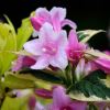 Weigela florida - this is variegata