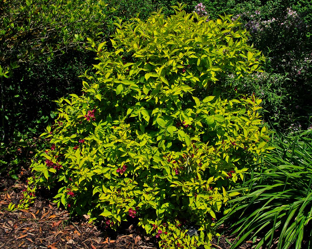 Weigela Florida Gold Rush - the yellow-green leaves provide great contrast against the deeper green leaved plants