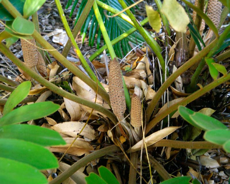Cluster of male cones on Cardboard Palm, Zamia furfuracea