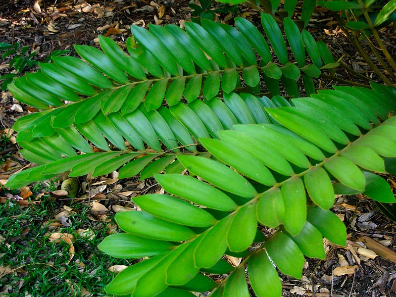 Leathery pinnate leaves radiate from central sub-terranian trunk - Zamia furfuracea