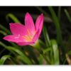 Zephyranthes grandiflora - sometimes known as Zephyranthes carinata or Z. rosea - photo by Bernard Loison