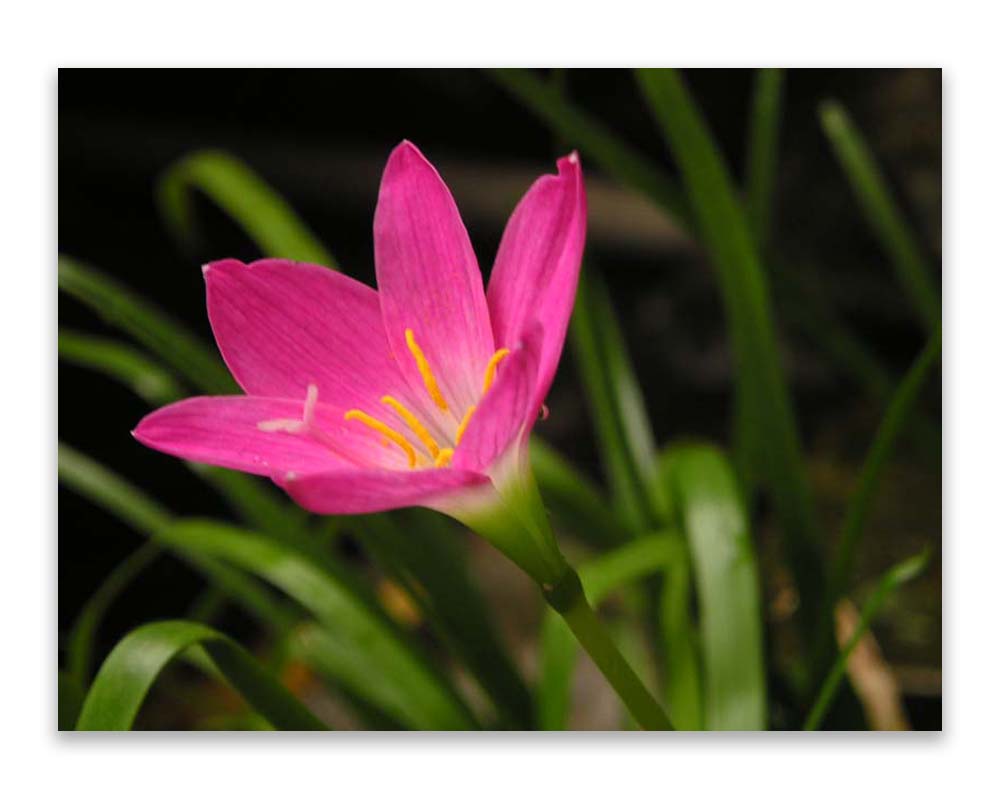 Zephyranthes grandiflora - sometimes known as Zephyranthes carinata or Z. rosea - photo by Bernard Loison